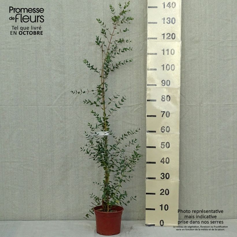 Esimerkki syksyllä toimitetusta Utueukalyptus - Eucalyptus parvula 3 litran/4 litran ruukku-taimesta