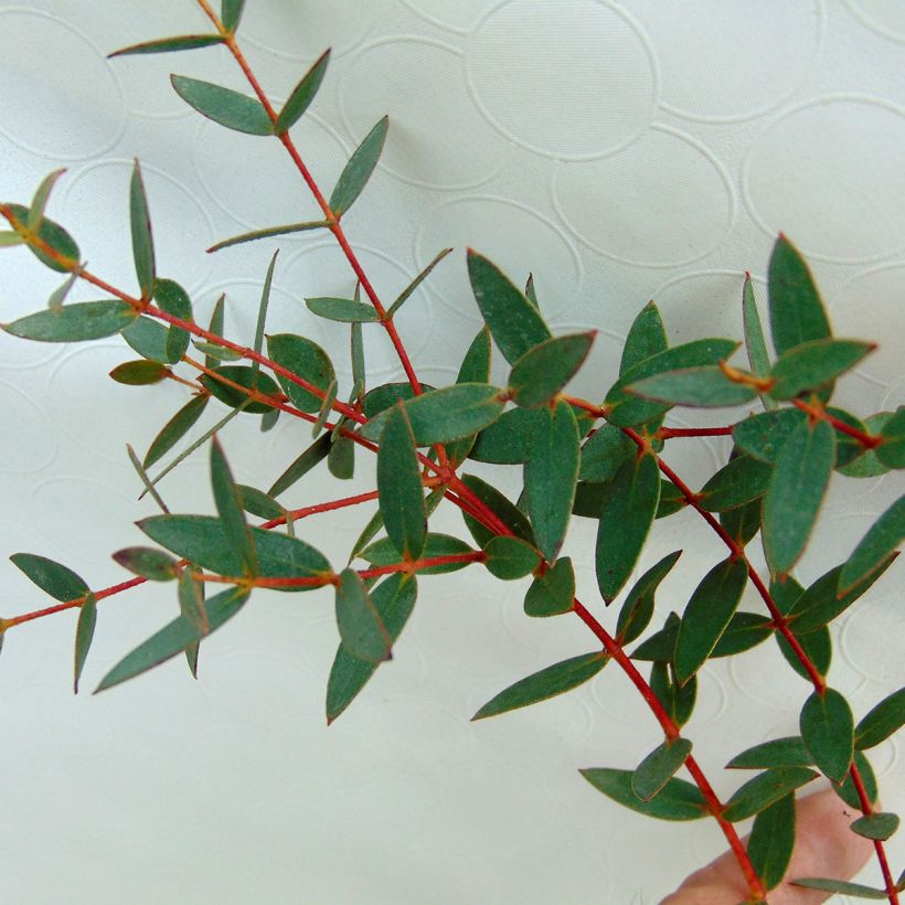 Utueukalyptus - Eucalyptus parvula (Lehvistö)