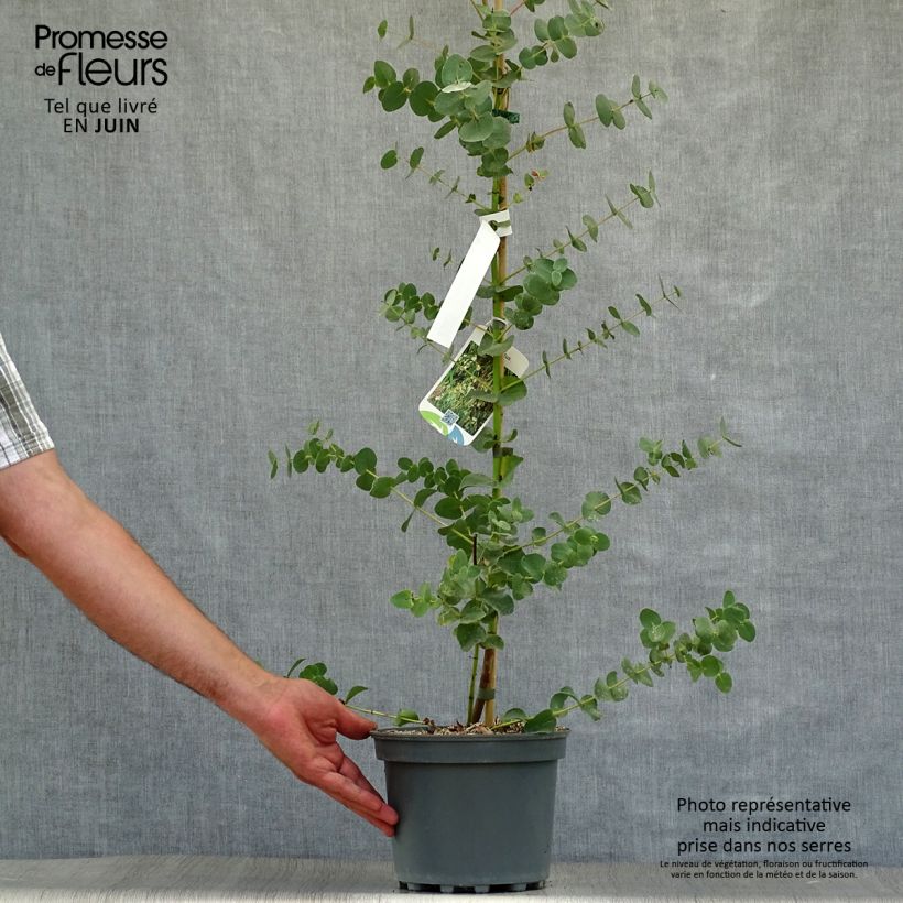 Esimerkki kesällä toimitetusta Utueukalyptus - Eucalyptus parvula Taimiruukku 8/9 cm-taimesta