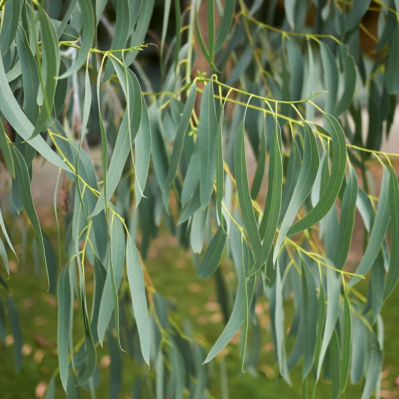 Hopeaeukalyptus - Eucalyptus perriniana (Lehvistö)