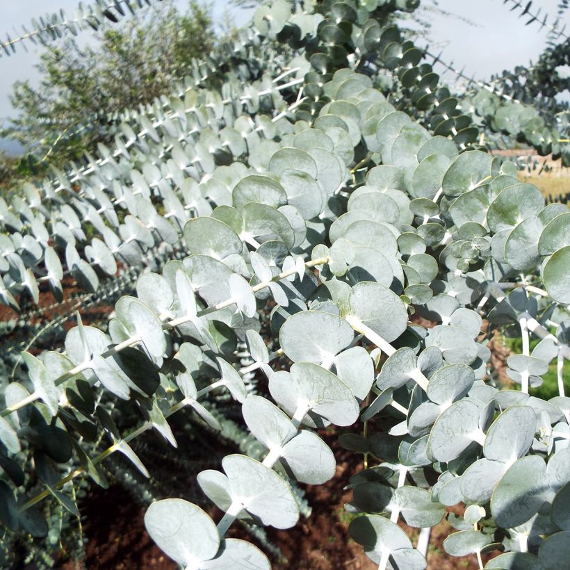 Hopeaeukalyptus - Eucalyptus pulverulenta (Lehvistö)