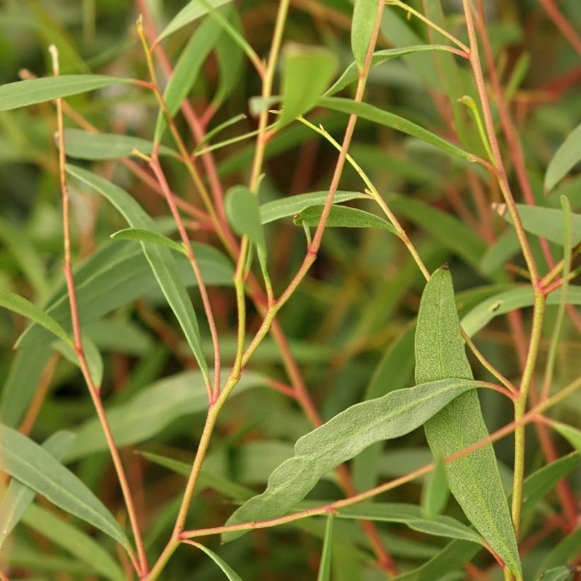Hopeaeukalyptus - Eucalyptus rodwayi (Lehvistö)