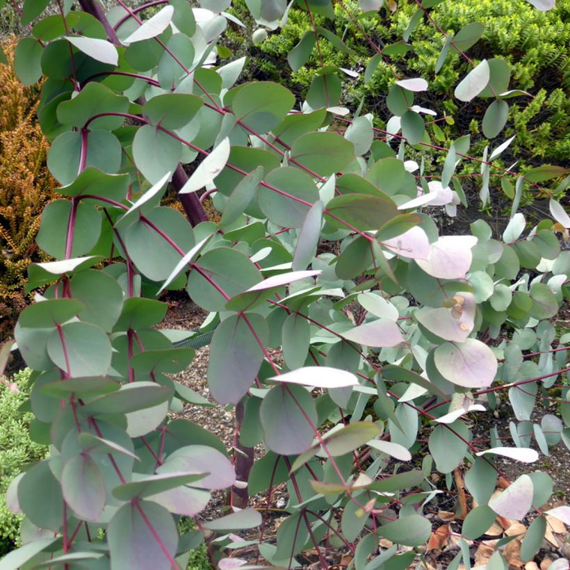 Hopeaeukalyptus - Eucalyptus rubida (Lehvistö)