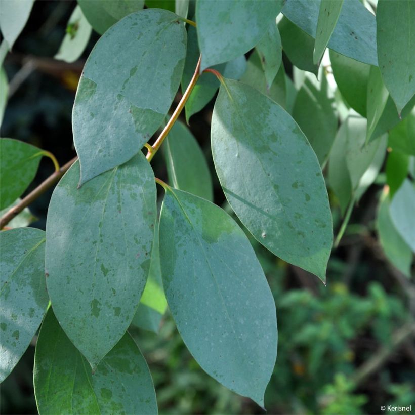 Hopeaeukalyptus - Eucalyptus stellulata (Lehvistö)