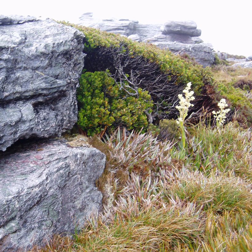 Hopeaeukalyptus - Eucalyptus vernicosa (Kasvutapa)