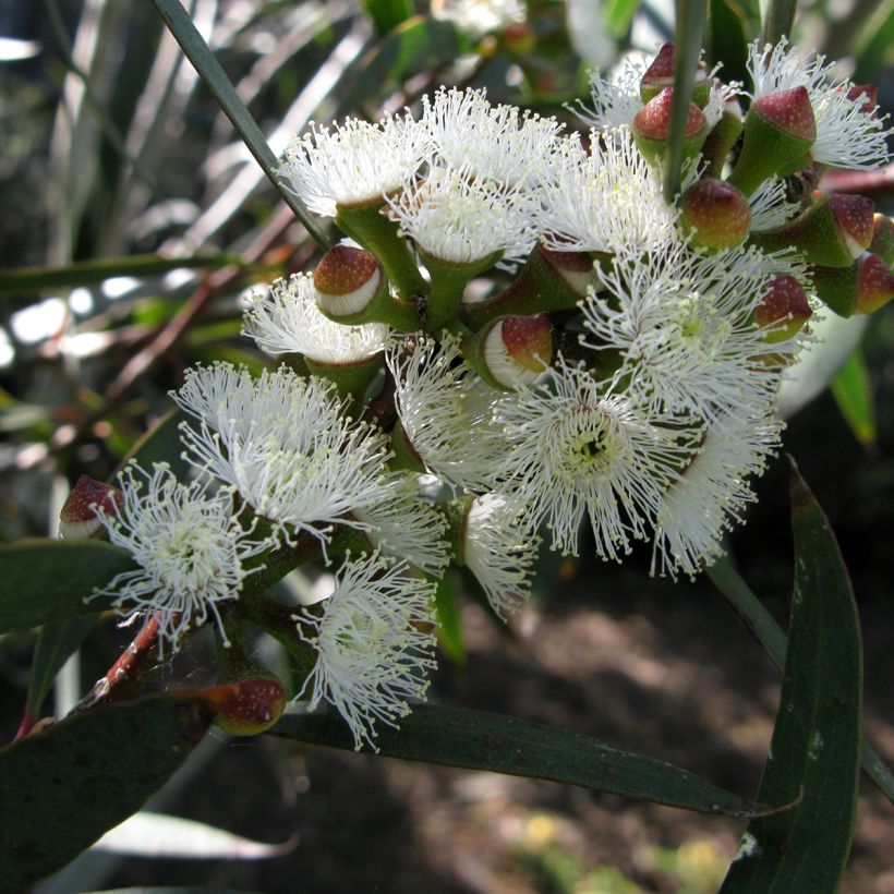 Hopeaeukalyptus - Eucalyptus gregsoniana (Kukinta)