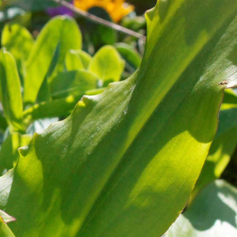 Töyhtövana - Eucomis autumnalis (Lehvistö)