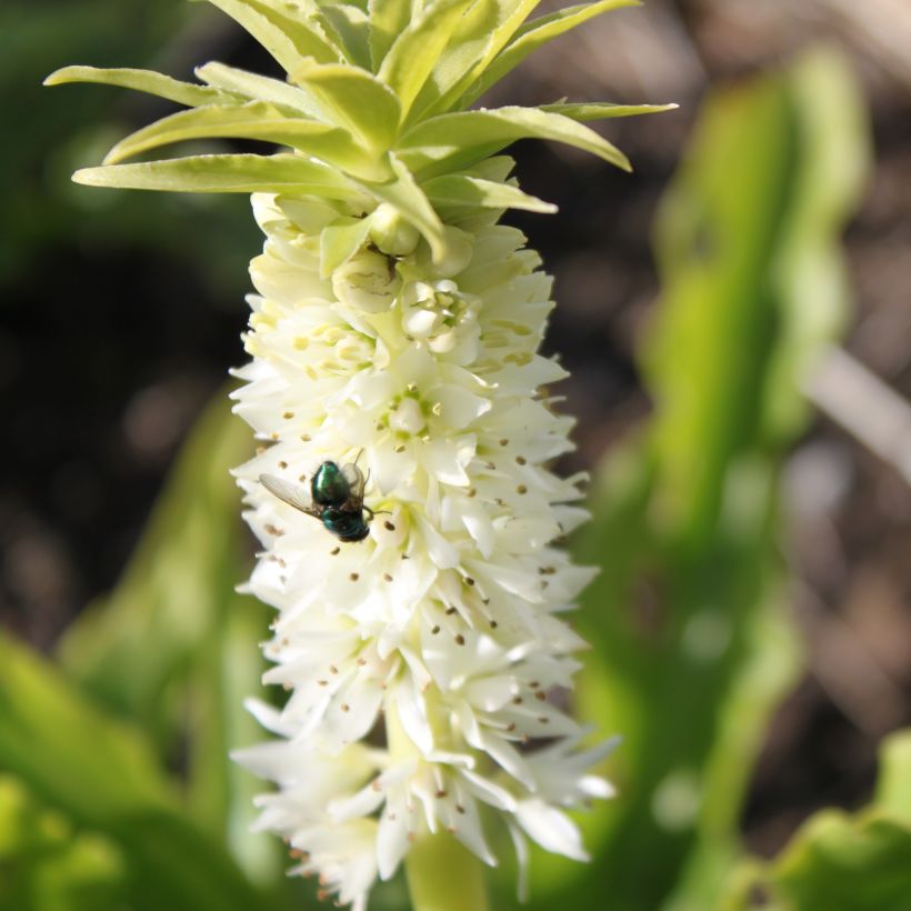 Töyhtövana - Eucomis autumnalis (Kukinta)