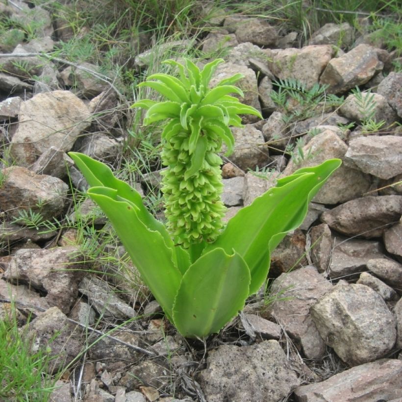 Töyhtövana - Eucomis autumnalis (Kasvutapa)