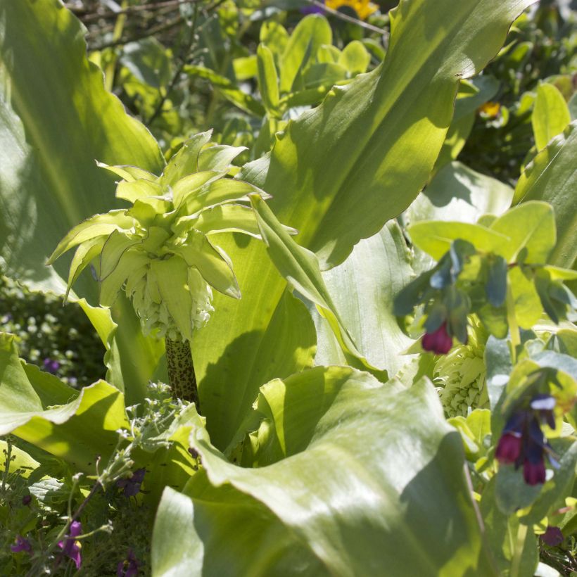 Töyhtövana - Eucomis bicolor (Lehvistö)