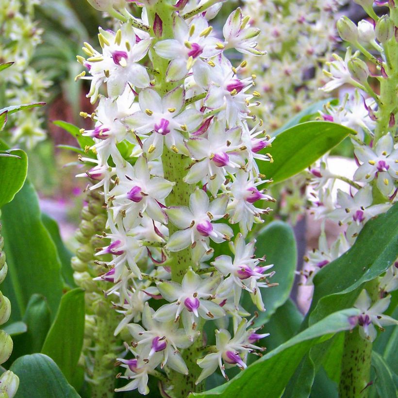 Töyhtövana - Eucomis bicolor (Kukinta)