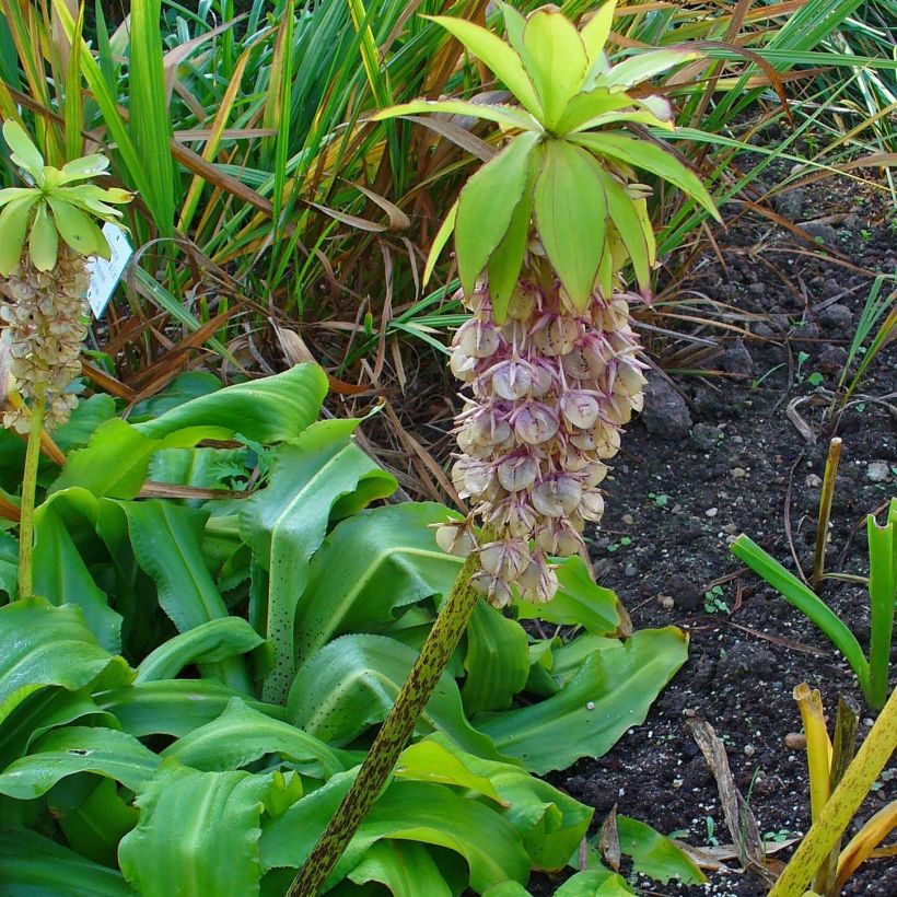Töyhtövana - Eucomis bicolor (Kasvutapa)