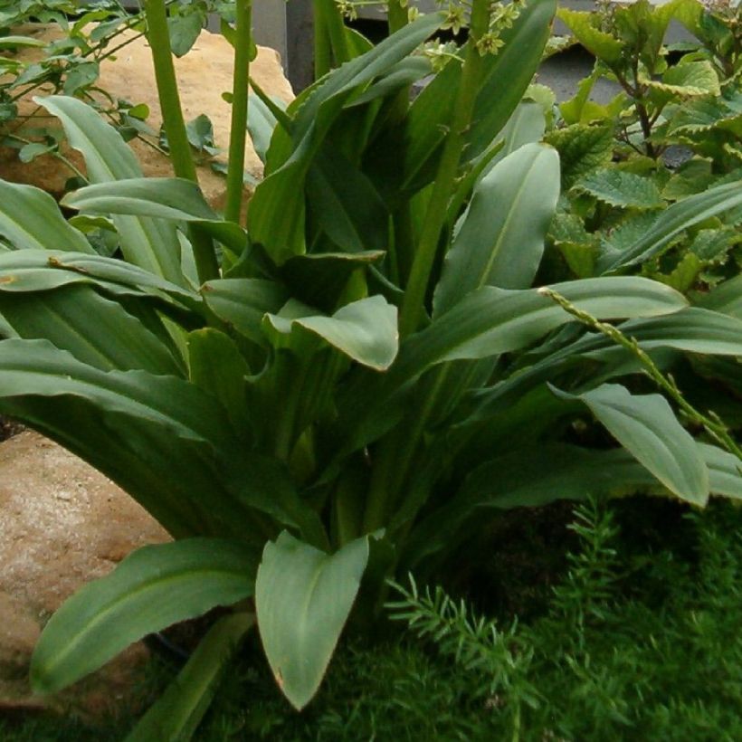 Töyhtövana Ssp. Pole-evansii (Lehvistö)