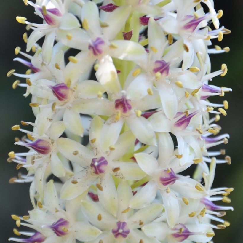 Töyhtövana Ssp. Pole-evansii (Kukinta)