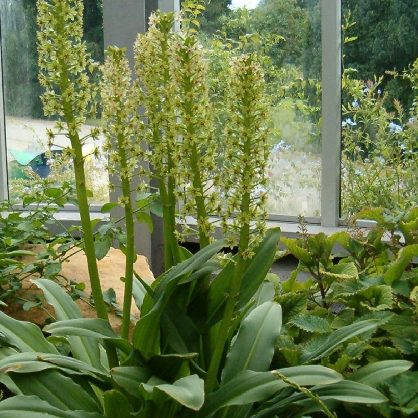 Töyhtövana Ssp. Pole-evansii (Kasvutapa)