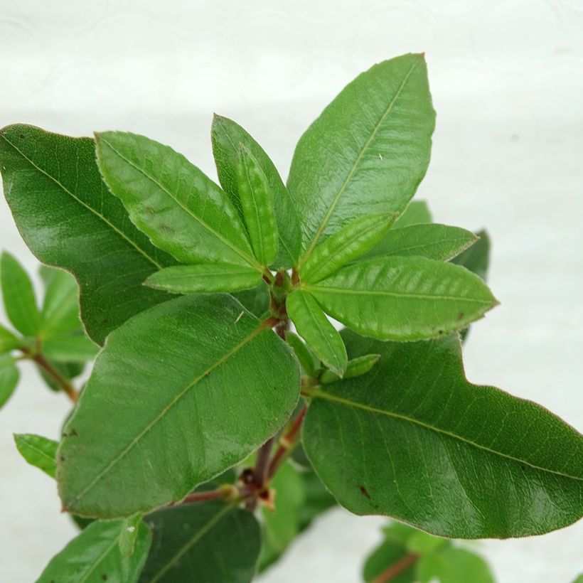 Eucryphia intermedia Rostrevor (Lehvistö)