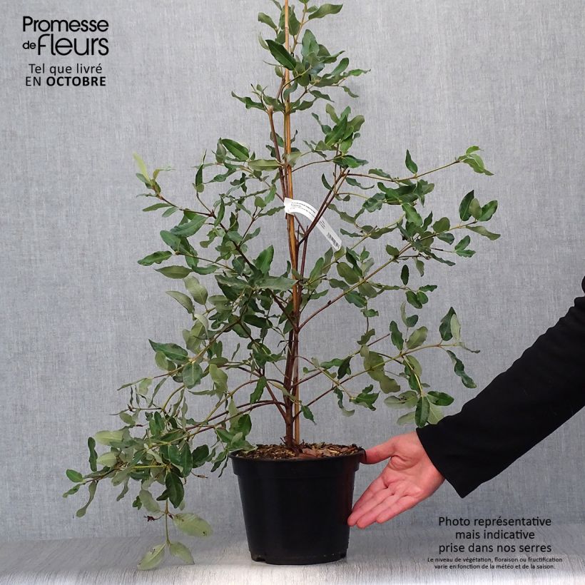 Esimerkki syksyllä toimitetusta Eucryphia intermedia Rostrevor 3 litran/4 litran ruukku-taimesta
