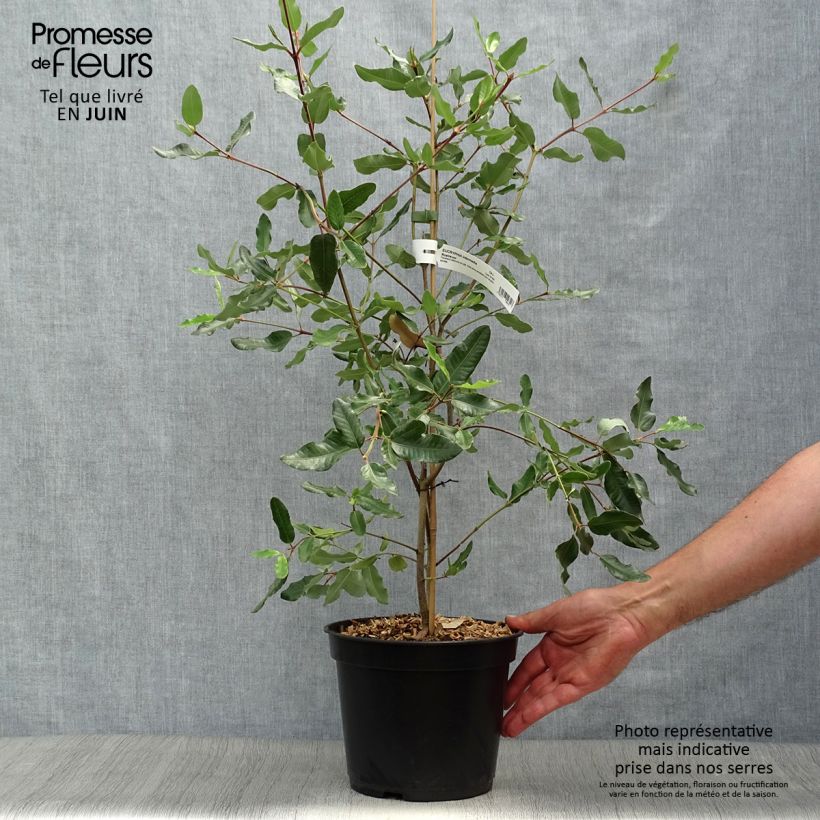 Esimerkki kesällä toimitetusta Eucryphia intermedia Rostrevor Ruukku 3L / 4L-taimesta