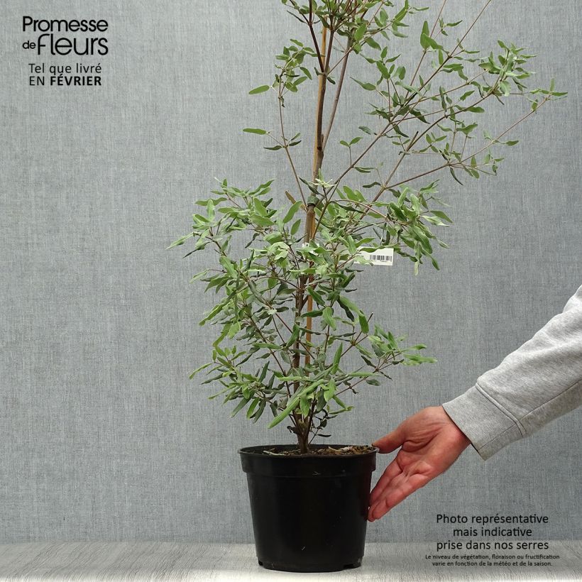 Esimerkki syksyllä toimitetusta Eucryphia lucida Ballerina 4 litran/5 litran ruukku-taimesta