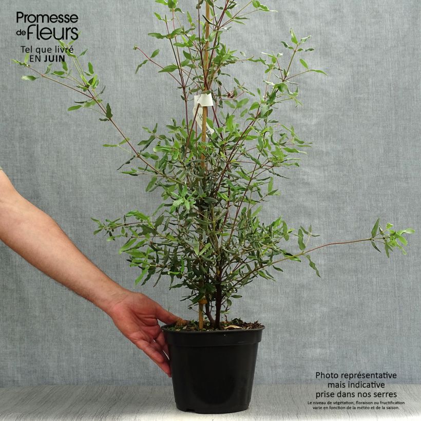 Esimerkki kesällä toimitetusta Eucryphia lucida Ballerina Ruukku 4L / 5L-taimesta