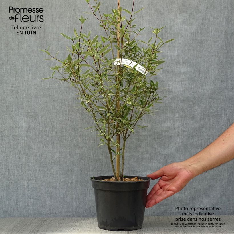 Esimerkki kesällä toimitetusta Eucryphia lucida Gilt Edge Pot de 4L/5L-taimesta