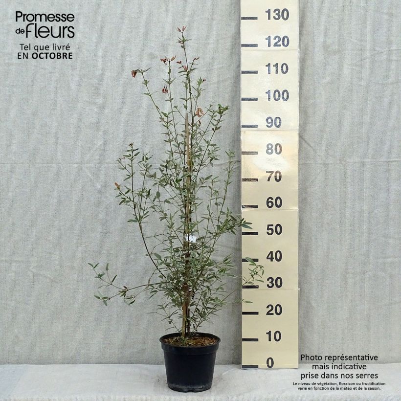 Esimerkki syksyllä toimitetusta Eucryphia lucida Gilt Edge 4 litran/5 litran ruukku-taimesta