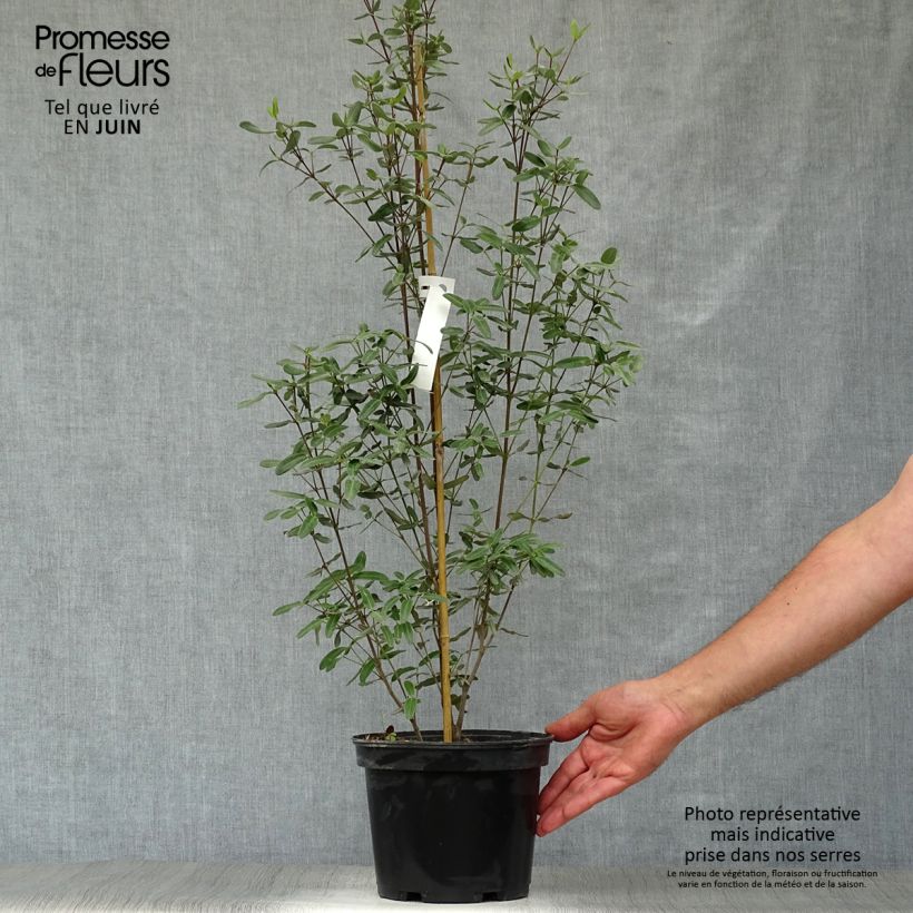 Esimerkki kesällä toimitetusta Eucryphia lucida Pink cloud Pot de 4L/5L-taimesta