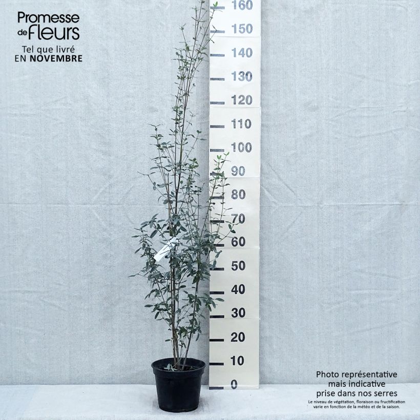 Esimerkki syksyllä toimitetusta Eucryphia lucida Pink cloud 4 litran/5 litran ruukku-taimesta