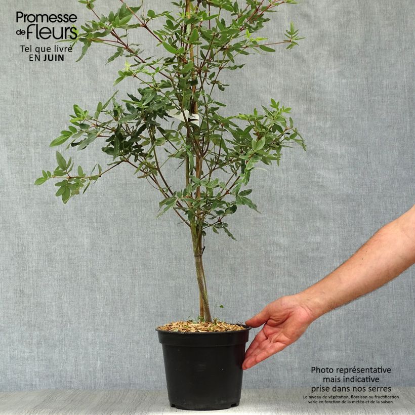 Esimerkki kesällä toimitetusta Eucryphia moorei Pot de 4L/5L-taimesta