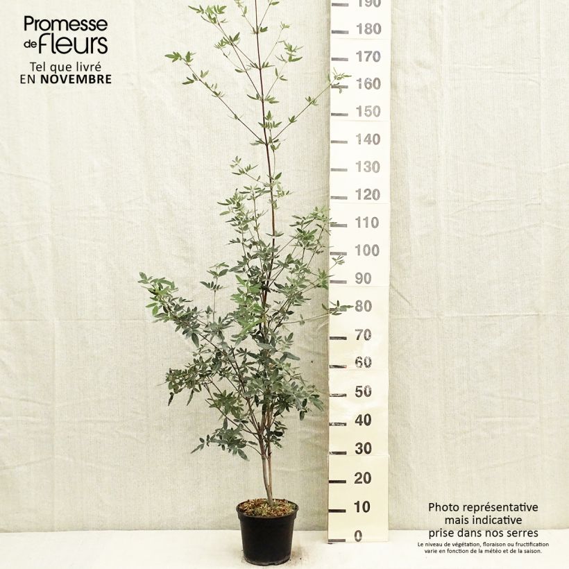 Esimerkki syksyllä toimitetusta Eucryphia moorei 4 litran/5 litran ruukku-taimesta