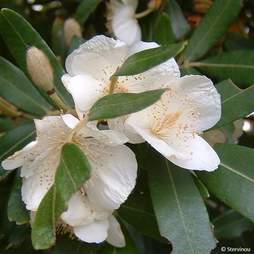 Eucryphia moorei (Kukinta)
