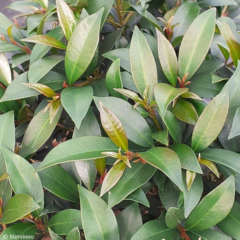Eugenia myrtifolia Compacta (Lehvistö)
