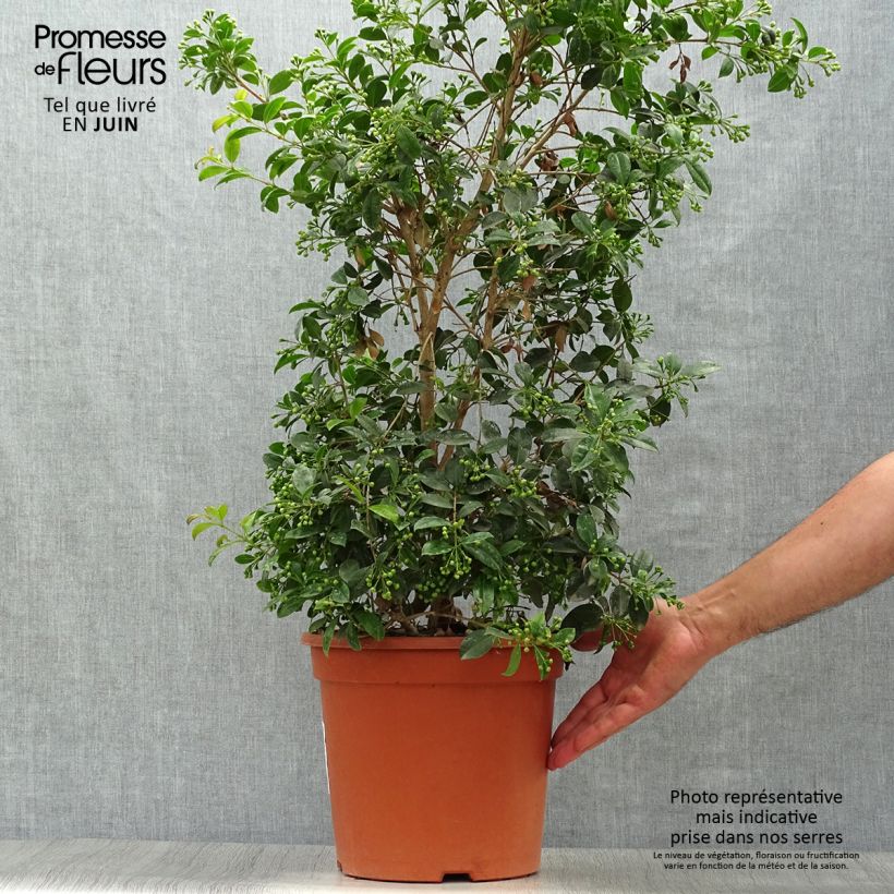 Esimerkki kesällä toimitetusta Eugenia myrtifolia New Port Pot de 4L/5L-taimesta