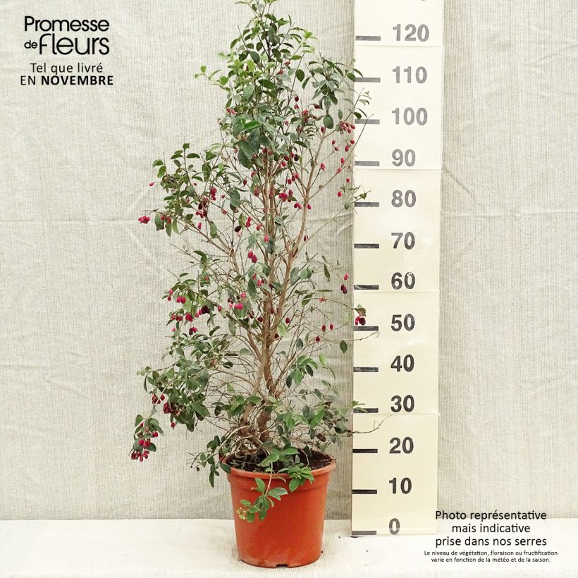 Esimerkki syksyllä toimitetusta Eugenia myrtifolia New Port 4 litran/5 litran ruukku-taimesta