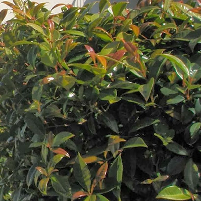Eugenia myrtifolia New Port (Lehvistö)