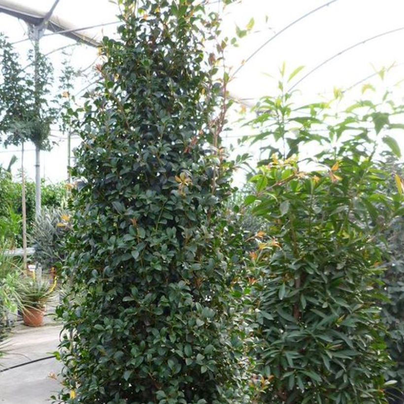 Eugenia myrtifolia New Port (Kasvutapa)