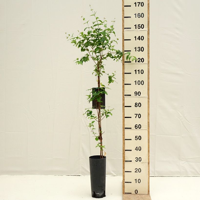 Esimerkki keväällä toimitetusta Surinaminkirsikka - Eugenia uniflora 6 litran/7 litran ruukku-taimesta