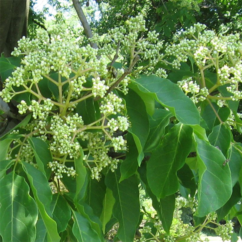 Kiinanherupuu - Tetradium daniellii (Kukinta)