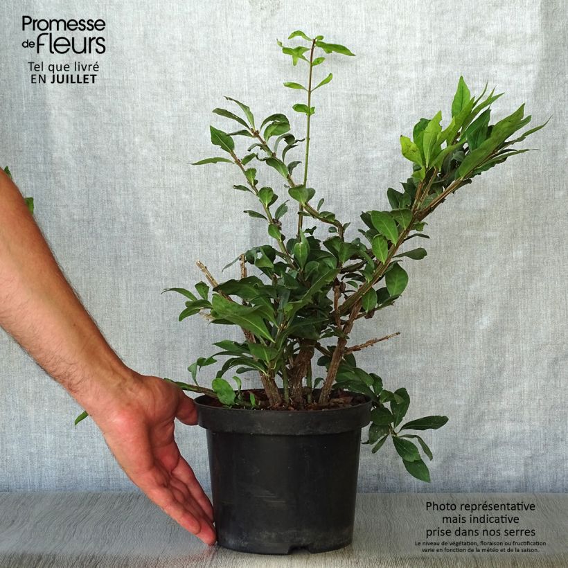 Esimerkki kesällä toimitetusta Pallesorvarinpensas - Euonymus alatus Ruukku 2L / 3L-taimesta