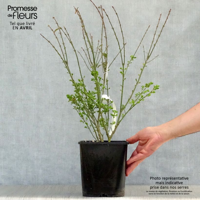 Esimerkki keväällä toimitetusta Pallesorvarinpensas Ciliatodentatus Pot de 4L/5L-taimesta