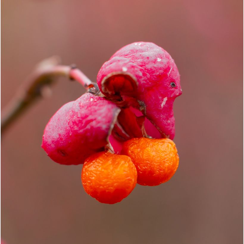Pallesorvarinpensas Ciliatodentatus (Sadonkorjuu)