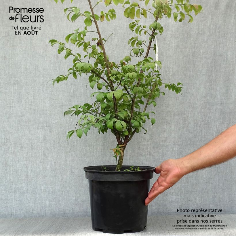 Esimerkki kesällä toimitetusta Pallesorvarinpensas Compactus Ruukku 7,5L / 10L-taimesta