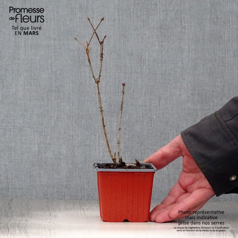 Esimerkki keväällä toimitetusta Pallesorvarinpensas - Euonymus alatus Taimiruukku 8/9 cm-taimesta