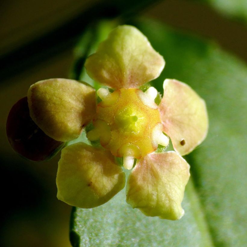 Pallesorvarinpensas - Euonymus americanus (Kukinta)