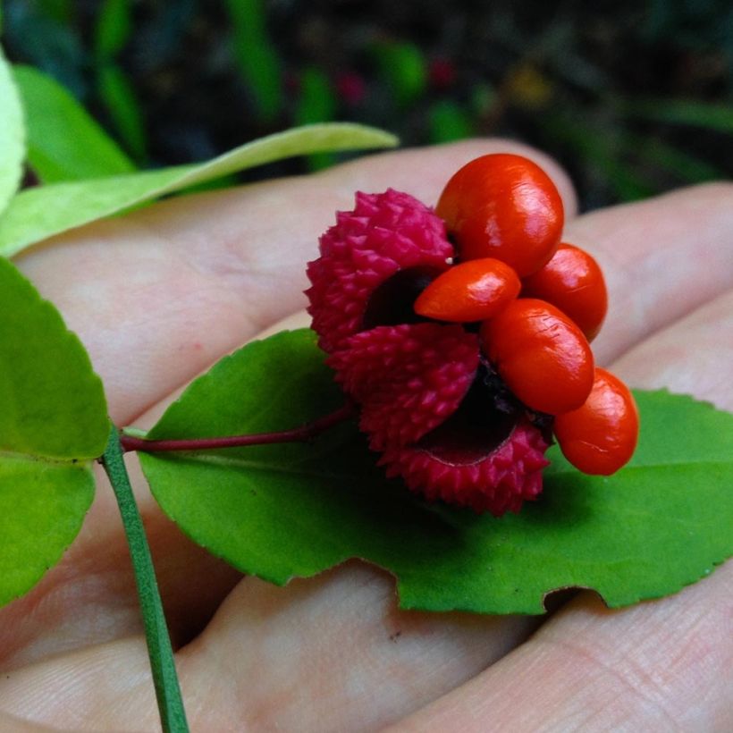 Pallesorvarinpensas - Euonymus americanus (Sadonkorjuu)