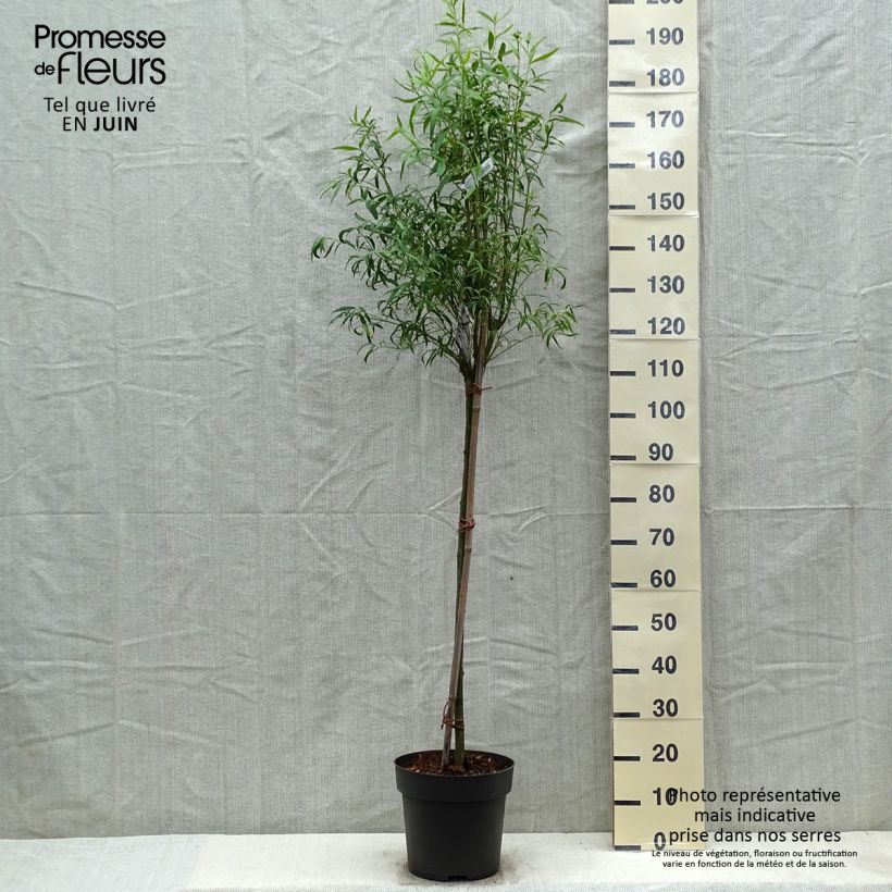 Esimerkki keväällä toimitetusta Sorvarinpensaa var. rongchuensis Pot de 7,5L/10L, Tige-taimesta