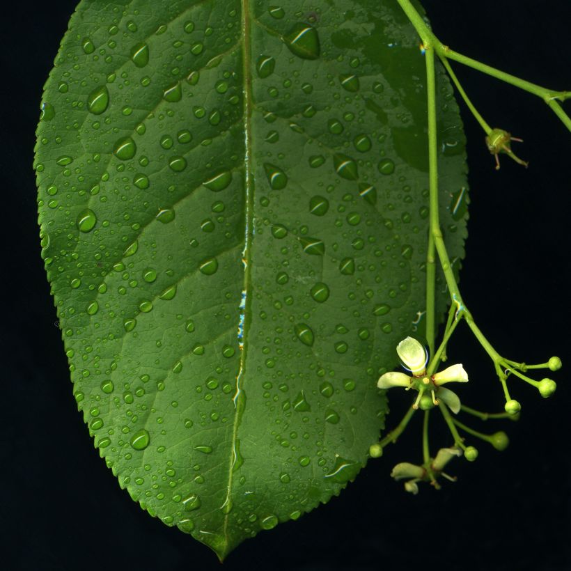 Euroopansorvarinpensas - Euonymus europaeus (Lehvistö)