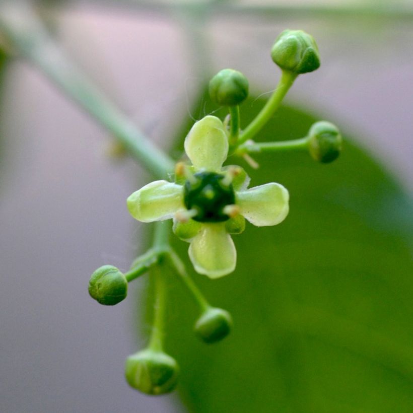 Euroopansorvarinpensas - Euonymus europaeus (Kukinta)