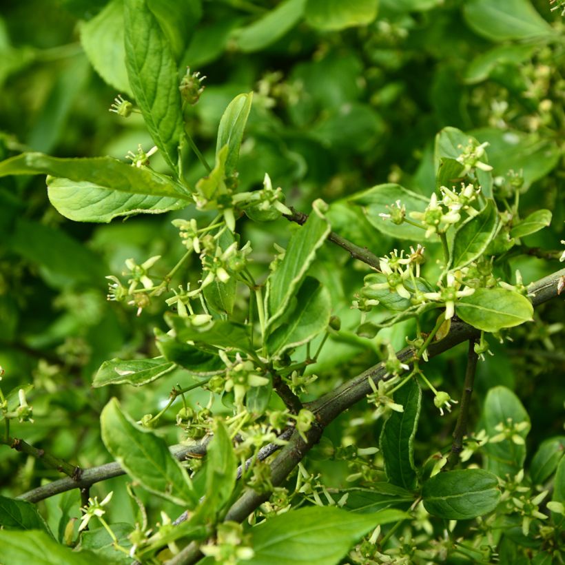 Euroopansorvarinpensas Albus (Kukinta)