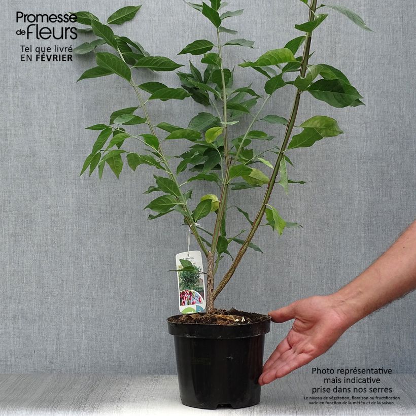 Esimerkki syksyllä toimitetusta Euroopansorvarinpensas - Euonymus europaeus 2 litran/3 litran ruukku-taimesta